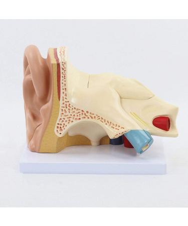 Ear Model Shows The Outer Ear Middle Ear Inner Ear Ossicles and Inner Ear are The Removable Ear Anatomy 1 - Buy Online on GoSupps.com
