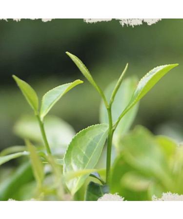 HELLOYOUNG 357g de th Pu'er chinois naturel du d but du printemps Th vert biologique sans additifs fabriqu la main au go t intense Th pu-erh Pu'er Tea - Buy Online on GoSupps.com