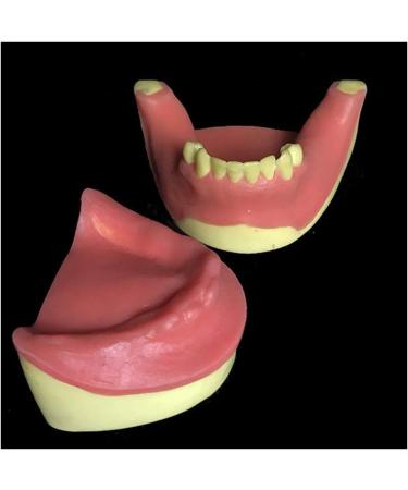 Buy Dytah Dental Jaw Teeth Demonstration Model - Lavish Gum Typodont for Teaching & Study (2 PCs) | International Shipping Available - Buy Online on GoSupps.com
