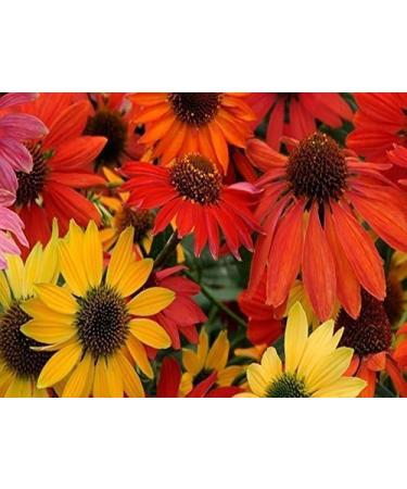 Echinacea Purpurea Collection - Hardy Perennials | Bee-Friendly Purple Sun Hat by Perennial Passages - Buy Online on GoSupps.com