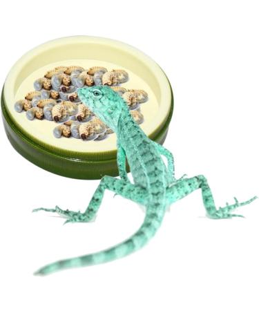 2 Pcs Leaf Reptile Food Water Bowl Plate Dish Reptile Feeder Feeder & Drinking Bowls for Tortoise Corn Snake Crawl Pet Drinking and Eating 2 Styles(Green) - Buy Online on GoSupps.com