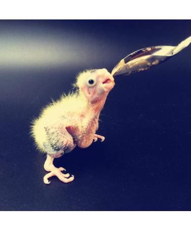 Folewr 5 Pcs Baby Bird Pointed Feeding Spoon Stainless Steel Milk Medicine Parrot Feeder for All Baby Bird Peony Cockatiel Household Pet Feeding Supplies - Buy Online on GoSupps.com