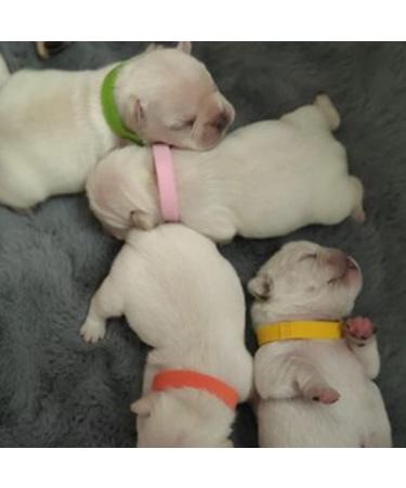 Smukdoo Puppy ID Collars 12PCS Assorted Colors Puppy Identification Collars Adjustable Puppy ID Bands for Pet - Buy Online on GoSupps.com