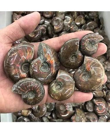 Natural Crystals Stone Ammonite Colorful 1pc Ornaments Chakra Reiki Balancing - Buy Online on GoSupps.com