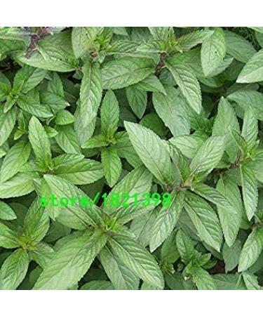 Vistaric Promotion! Vegetable mint Vegetable seeds Balcony Potted mint Germination rate 98% Aromatic plant seeds 200PCS - Buy Online on GoSupps.com