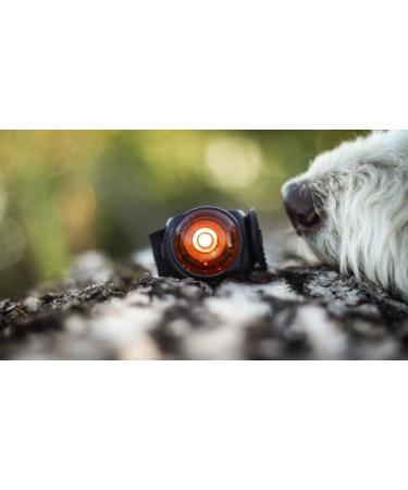 Orbiloc Amber Safety Light for Dog Collars - Enhance Visibility & Safety | International Shipping Available - Buy Online on GoSupps.com