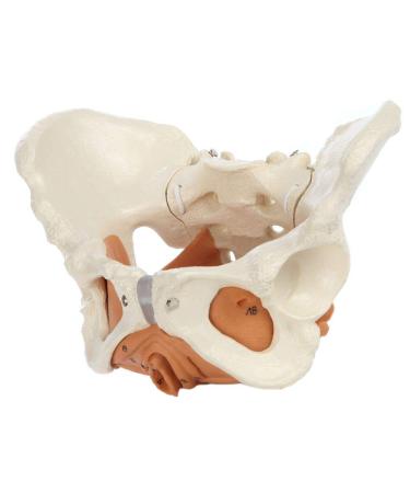 Rudiger Female Pelvis Anatomy Model | Detailed Anatomical Replica with Iliac & Pelvic Floor Muscles | Includes Reference Guide & 5-Year Warranty - Ideal for Education & Healthcare - Buy Online on GoSupps.com