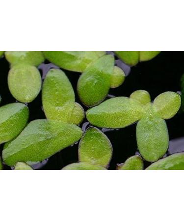 5 x LIVE DUCKWEED (LEMNA MINOR) - Buy Online on GoSupps.com