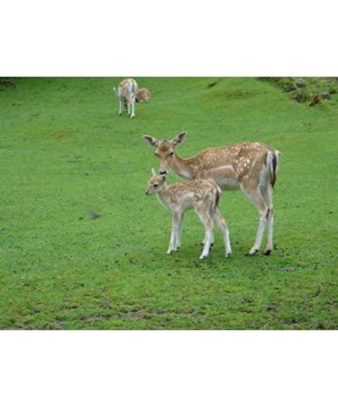 Dragon Herbs Deer Placenta 500mg - 60 Capsules for Wellness & Vitality - Buy Online on GoSupps.com