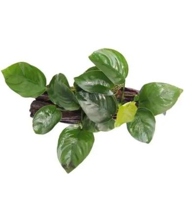 Anubias on Wood - Floating. Adds 3D Effect in a Planted Tank - Buy Online on GoSupps.com