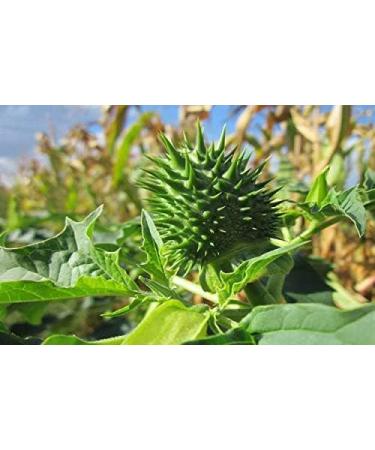 Organic Terrestris/Gokhru Powder - Ayurvedic Herb, UK Organic Certified 300g (Pack of 1) - Buy Online on GoSupps.com