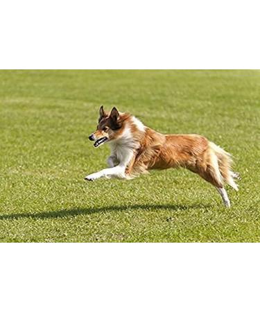 Vet's Advantage 100% Pure Stone-ground Milk Thistle Powder for Dogs - for Optimal Liver Health & Detoxification - Buy Online on GoSupps.com