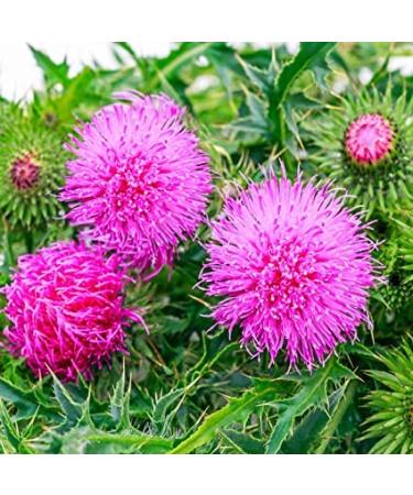 milk thistle liver complex - LIVER SUPPORT TEA HERBAL 14 Days caffeine free non gmo gluten free - dandelion root bulk herb 2 Bags - Buy Online on GoSupps.com