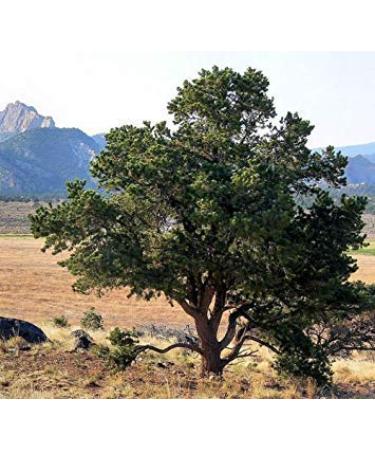 VISA STORE Colorado Pine Nuts, Pinus edulis, 30 Seeds Seeds (Hardy Evergreen, Edible)