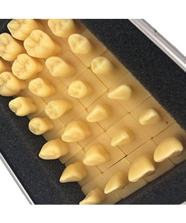 Adult Size Dental Teaching Reproductions - Resin Normal Teeth Model for Dental Care & Practice - Buy Online on GoSupps.com