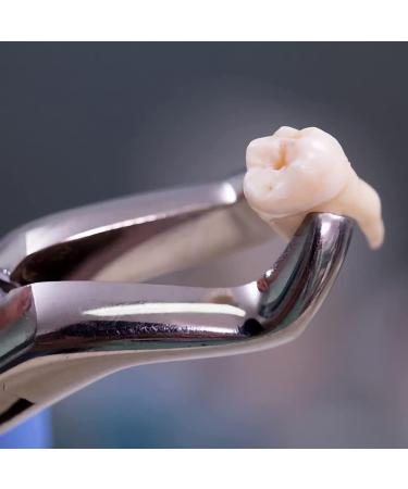 Mzlaly Dance Suit for Children | Stainless Steel Dental Extraction Instruments - 10 Piece Kit for Adults | Durable Dental Tongs in Silver - Buy Online on GoSupps.com