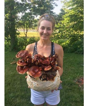 Mushroom Man LLC Reishi Mushroom Kit - Indoor Growing Kit.