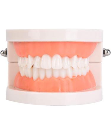 Oral Education Model for Kids | Tooth Brushing & Dental Care Model for Kindergarten | International Shipping - Buy Online on GoSupps.com