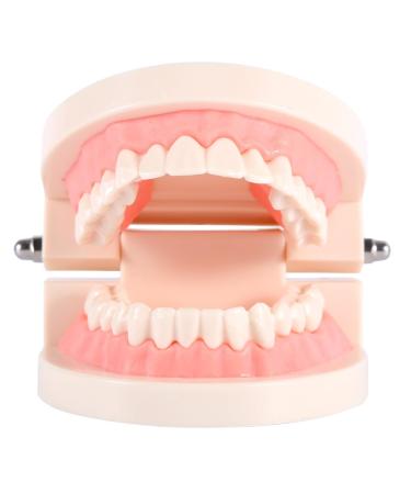 Dental education standard tooth model PVC tooth lessons for children learning material for adults standard demonstration teeth models and teaching materials