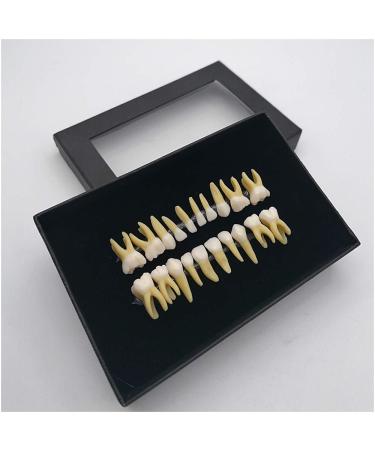Fhuili teeth lessons - two -color permanent teeth model - 20 artificial dentures with roots - simulation of oral dental teeth demonstration model - for study lessons a
