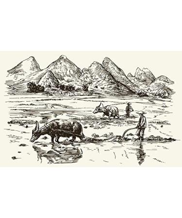 DIMIKRO Sugarcane molasses from Germany (organic quality) - High sugar content for the manufacture of active micro-organisms - Buy Online on GoSupps.com