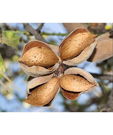 Organic Blanched Almond Flour 4 lbs - Non-GMO, Fine Milled, Raw, Vegan, Keto, Paleo - Bulk Low Carb, Fiber & Protein Rich, Gluten-Free Baking - Buy Online on GoSupps.com