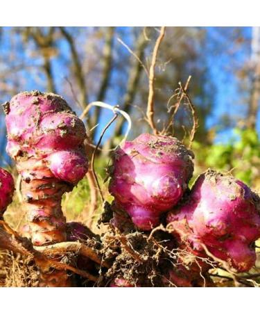3 Roots of Jerusalem Artichoke - Helianthus TUBEROSUS