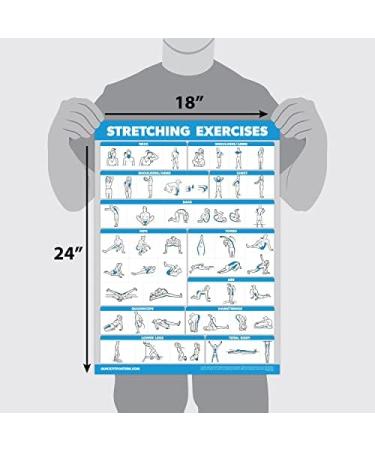 Quickfit Stretching Exercises & Muscle Anatomy Poster Set - Laminated Workout Diagrams (45.7 x 68.6 cm) - Enhance Your Stretching Routine! - Buy Online on GoSupps.com