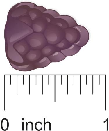 Nature's Way Alive! Women's Gummy Vitamins - 130 Great Fruit Flavored Gummies - Buy Online on GoSupps.com