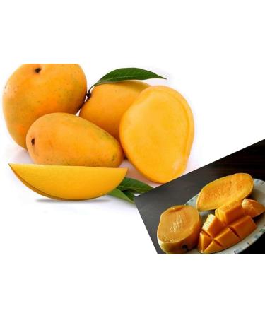 veenas Kesar Mango | 12 Units (App 4KG) |Juicy Mangoes |Fresh Mango Fruit | Natural Fruit | Summar Fruit | Indian Origin - Buy Online on GoSupps.com