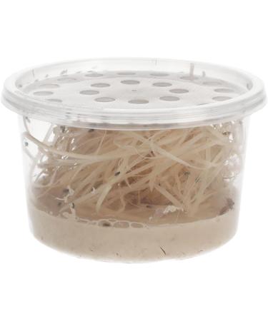 Livefoods4u Live Flightless Fruit Flies Live Food for Reptiles Amphibians and Invertebrates (Fruit Fly Culture - may not have hatched flies at first) - Buy Online on GoSupps.com