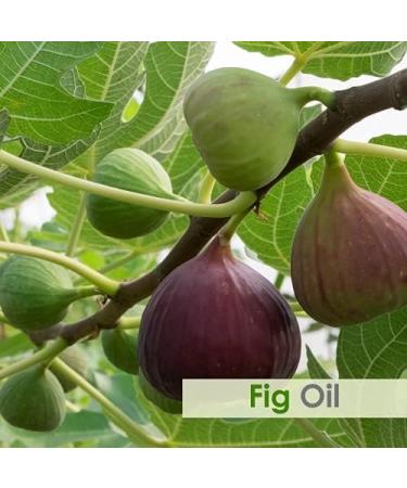 Salvia Fig Oil 30 ML - Pure Natural Skin & Hair Care | Moisturize Nourish Rejuvenate | Aromatherapy Oil - Buy Online on GoSupps.com
