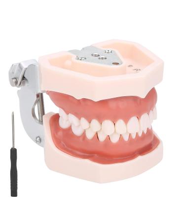 Removable Tooth Model for Dental Education | Simulation Teeth Restoration & Bridge Implants Teaching Aid - Buy Online on GoSupps.com