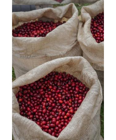 AGUILAR PERALTA 100% PANAMA GEISHA NATURAL ROASTED COFFEE BEANS 8oz 227g - Buy Online on GoSupps.com
