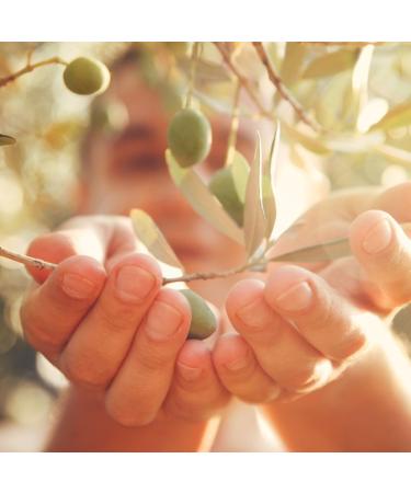 Extra Virgin Olive Oil Cold-extracted Italian Olive Oil Italian Extra Virgin Olive Oil Intense taste and fragrance Calabrian Oil 5 liter can - Buy Online on GoSupps.com