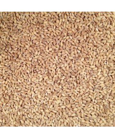 Grain Place Foods Organic Hulled Barley 2lb Bag - Non-GMO, 2 Pound Pack - Buy Online on GoSupps.com