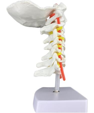 Spinal Nerves Cervical Spine & Occipital & Vertebral Artery Model Spinal Nerve Model Human Cervical Model with Neck Artery Hospital Teaching Model - Buy Online on GoSupps.com
