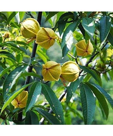 Natural Kashmiri Walnuts 500 Grams (Pack of 2 X 250 Grams) - Buy Online on GoSupps.com