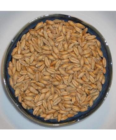 Portal Cool C 8 Ounce 5200 Organic Triticale Seed Wheat Wheat Rye Grains Hybrid Cereals Seeds 1 oz per 1lb - Buy Online on GoSupps.com