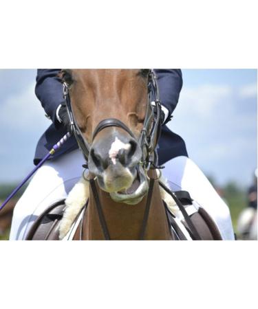 27 Inch Purple Riding Crop for Horse | Fiberglass Shaft with Leather Double Slapper - Buy Online on GoSupps.com