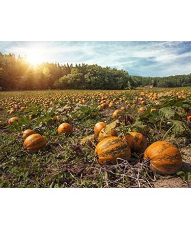 Pumpkin Seed Oil 250ml - Cold Pressed & Toasted Cooking Oil - Buy Online on GoSupps.com