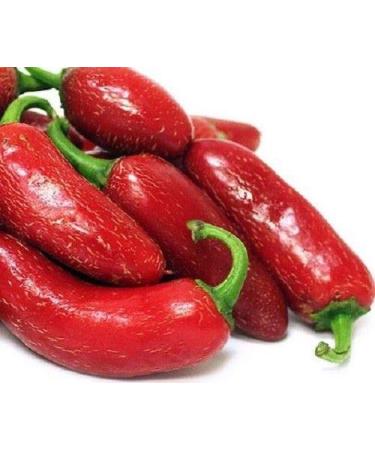 Portal Cool Chilli Red Jalapeno hot Chili Pepper 20 semi Piccolo organico vegetale asiatico