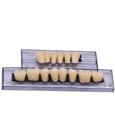 168 Pcs Dental Synthetic Resin Teeth Denture Set for Halloween - Horror False Teeth 23 A2 - Buy Online on GoSupps.com