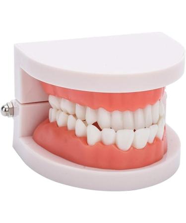 Teeth Model & Denture Gums 28Pcs - Standard Adult Teaching Tool | International Shipping - Buy Online on GoSupps.com