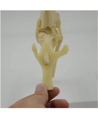 Animal Joint Model - Dog Knee Joint Model - Teaching Model of Dog Knee Joint Medicine - Used for Demonstration Assistance - Buy Online on GoSupps.com