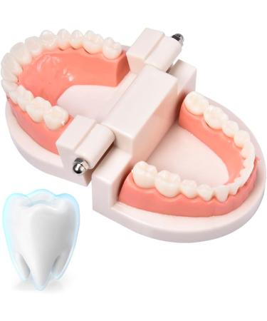 Standard Teeth Model | Tooth Models for Teaching Kids - Important Brushing Teaching Teeth Model Tool and Children Fulenyi - Buy Online on GoSupps.com