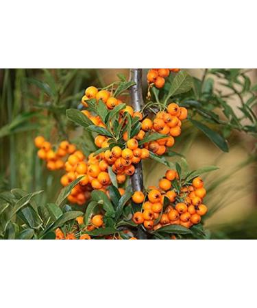 Buy Sauna Infusion Concentrate Sea Buckthorn 250ml - Natural Wellness in PET Bottle with Dropper Cap - International Shipping Available - Buy Online on GoSupps.com