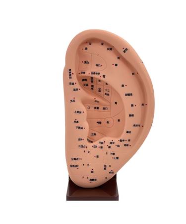 Anatomical Ear Model Ear Teaching Ear Acupoint Learning Model Ear Acupoint Display Model Ear Display Model Teaching Aids Ear Model