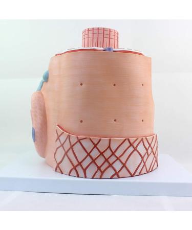 Enlarge 40 000 Times Skeletal Muscle Fiber MicroAnatomy Model Medical Education Training aid Science Kits - Buy Online on GoSupps.com