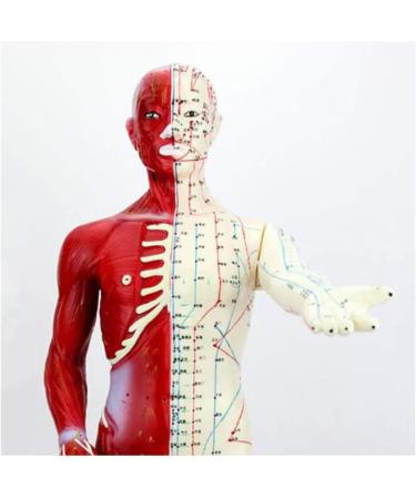 Acupuncture and Moxibustion Meridian and Extra Point Human Body Model Educational Dolls 60Cm Male Acupuncture Anatomy Model Human Meridian Point Muscle Anatomy for Display Teaching - Buy Online on GoSupps.com